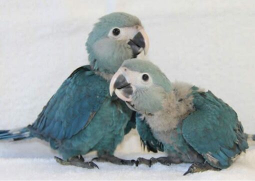 Spix’s Macaw Baby Parrots - Image 2