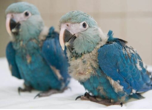 Spix’s Macaw Baby Parrots - Image 3