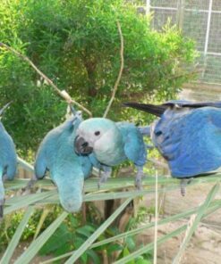 Spix’s Macaw Parrots