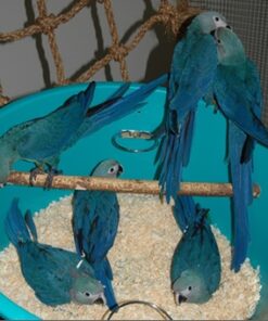 Spix’s Macaw Baby Parrots