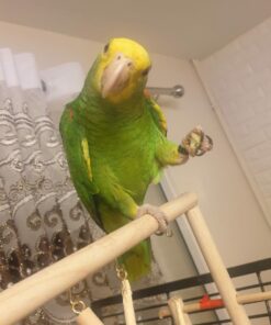 Double Yellow Amazon Parrot Baby For Sale