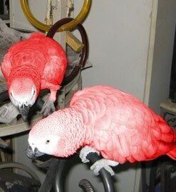 Red Factor African Grey Baby Parrots