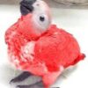 Red Factor African Grey Baby Parrots - Image 2