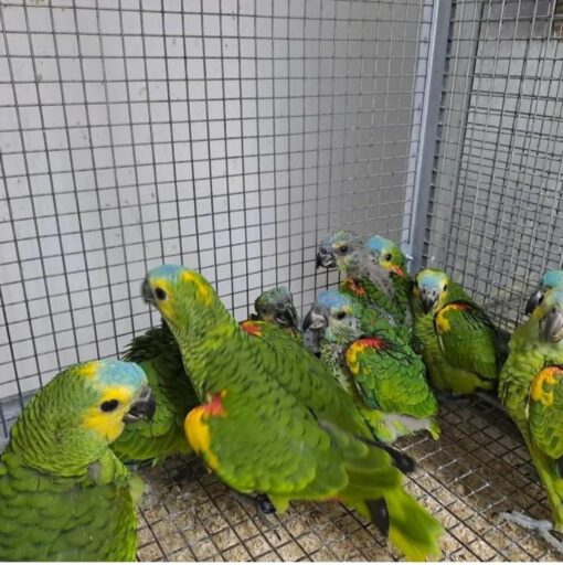 Double Yellow Head Amazon Baby Parrots - Image 4