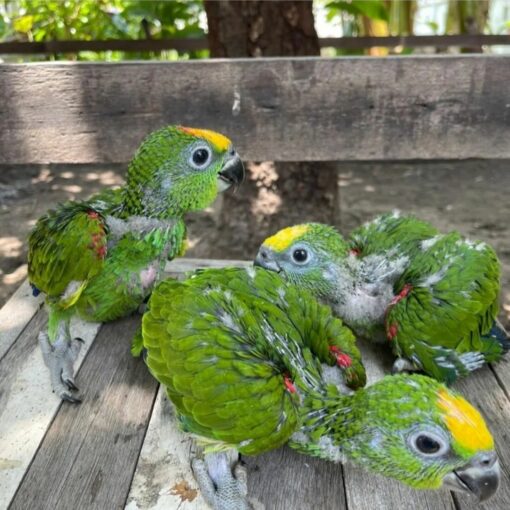 Double Yellow Head Amazon Baby Parrots - Image 3