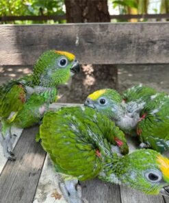 Double Yellow Head Amazon Baby Parrots