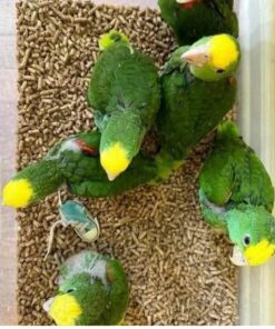 Double Yellow Head Amazon Baby Parrots