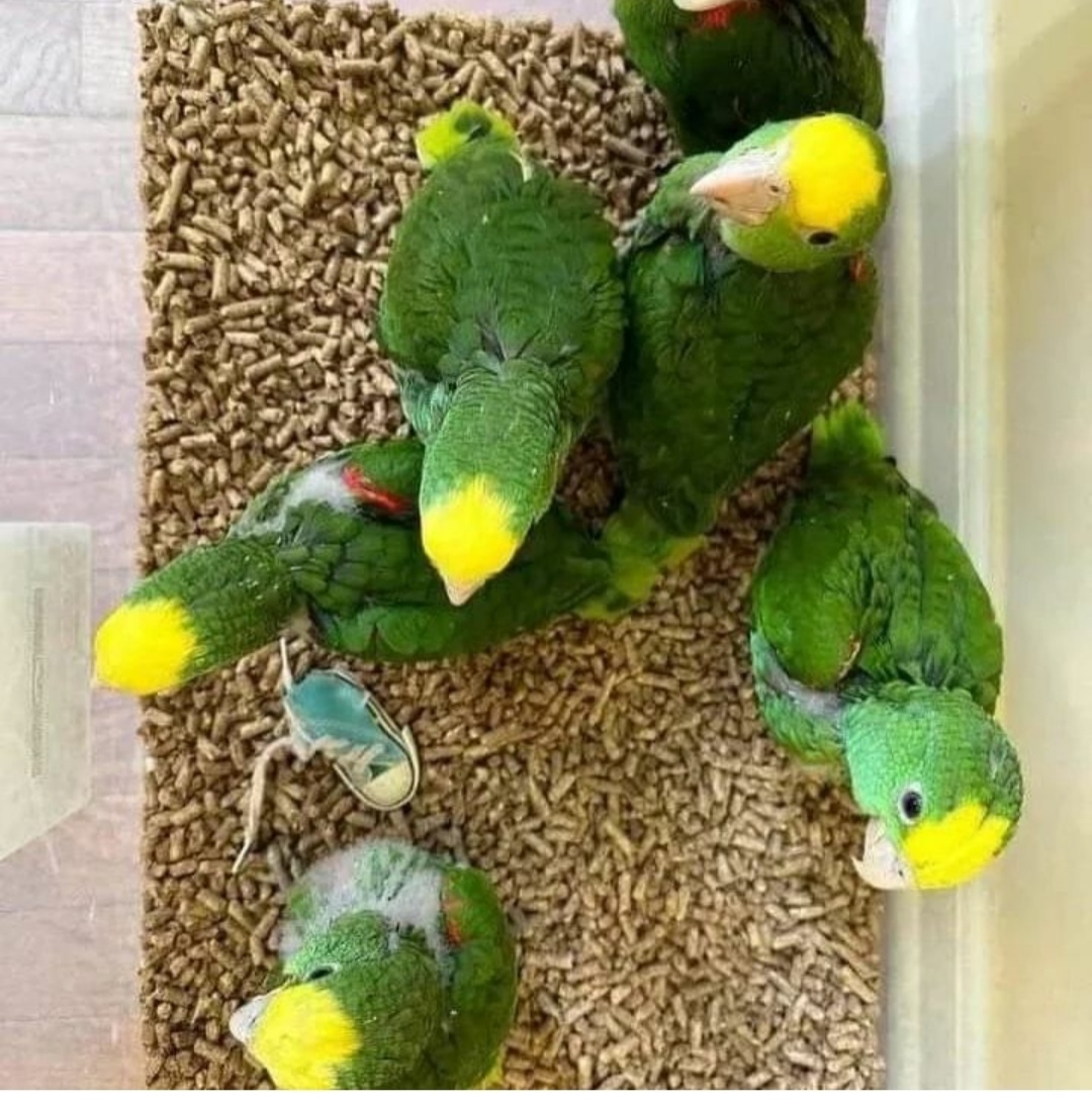 "Double Yellow Head Amazon baby parrots, vibrant green with distinctive yellow crowns, showcasing their playful nature and bright personalities, ideal for exotic pet enthusiasts and bird lovers."