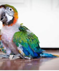 Catalina Macaw Baby Parrots