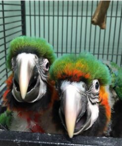 Catalina Macaw Baby Parrots