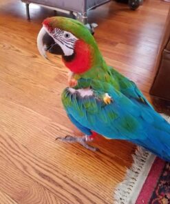 Baby Harlequin Macaw Parrots For Sale
