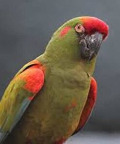 Red Bellied Macaw Baby For Sale