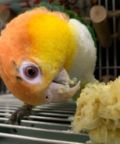 White-Bellied Caique Parrot  For Sale