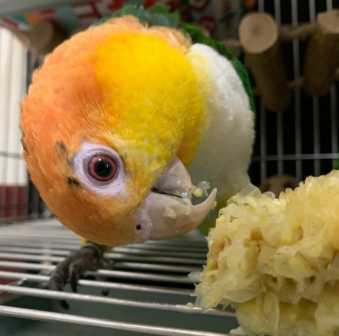 "White-bellied Caique Parrot perched on a branch, showcasing its vibrant green feathers, striking orange beak, and distinctive white belly. This playful and social bird is known for its energetic personality and affectionate nature, making it a popular choice among exotic pet enthusiasts."