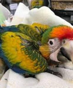 Catalina Macaw Babies For Sale