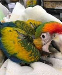 Catalina Macaw Baby Parrots