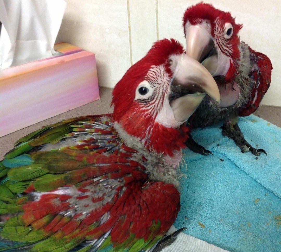 "Adorable Green-Winged Macaw Baby Parrots for Sale – Vibrant Red and Green Feathers, Hand-Tamed, Intelligent, and Perfect for Exotic Bird Lovers. Buy Healthy, Well-Socialized Macaw Chicks with Nationwide Shipping Available!"