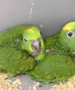 Double Yellow Amazon Parrot Baby For Sale
