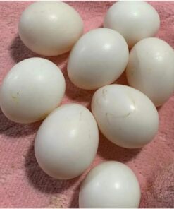 Scarlet Macaw Parrot Eggs