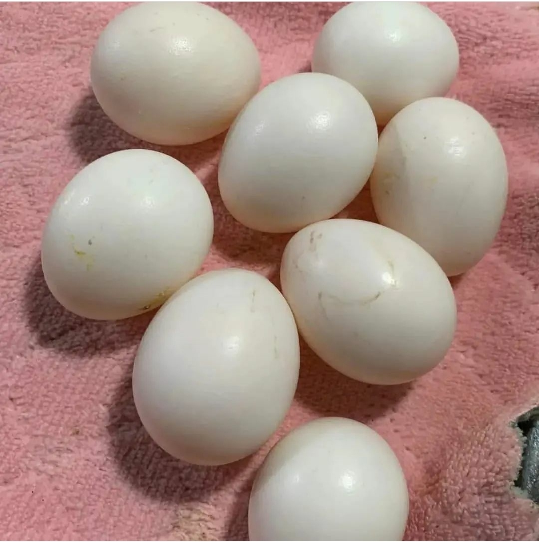 "Scarlet Macaw Parrot eggs, high-quality and fertile, ideal for hatching and breeding Scarlet Macaws. These vibrant and exotic bird eggs are sourced from healthy, well-cared-for parrots, ensuring optimal hatch rates. Perfect for avian enthusiasts and breeders looking to raise beautiful Scarlet Macaws. Available for sale with shipping options worldwide."