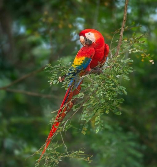 Scarlet Macaw Parrot - Image 4