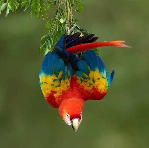 "Scarlet Macaw Parrot – A vibrant, large exotic parrot with striking red, blue, and yellow feathers. Known for its intelligence, playful nature, and strong beak, this tropical bird thrives in rainforest habitats. Perfect for bird enthusiasts and breeders. Learn more about Scarlet Macaws today!"