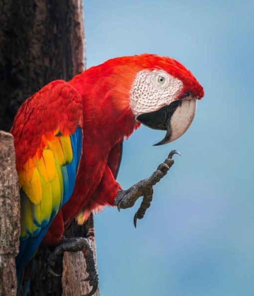 Scarlet Macaw Parrot - Image 2