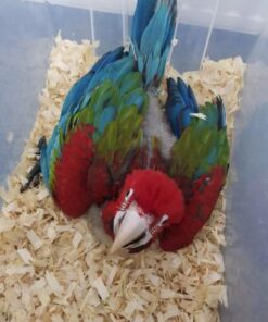 Scarlet Macaw Baby Parrots