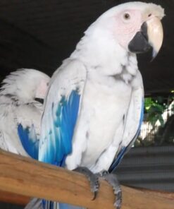 WHITE SCARLET MACAW FOR SALE