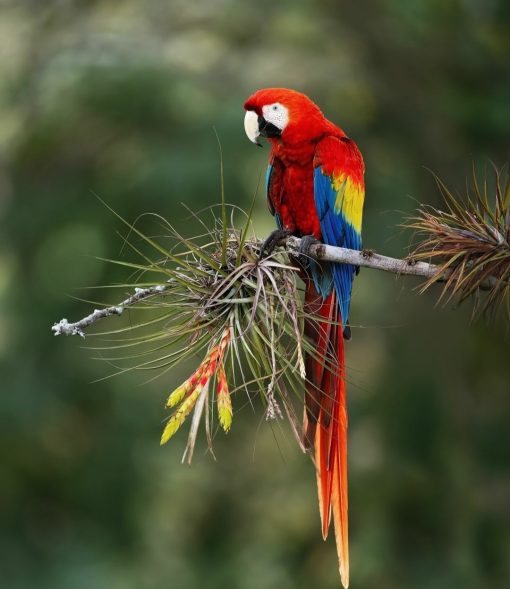 Scarlet Macaw Parrot - Image 3