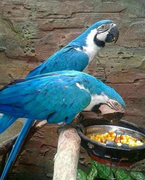White Scarlet Macaw Parrots - Image 2