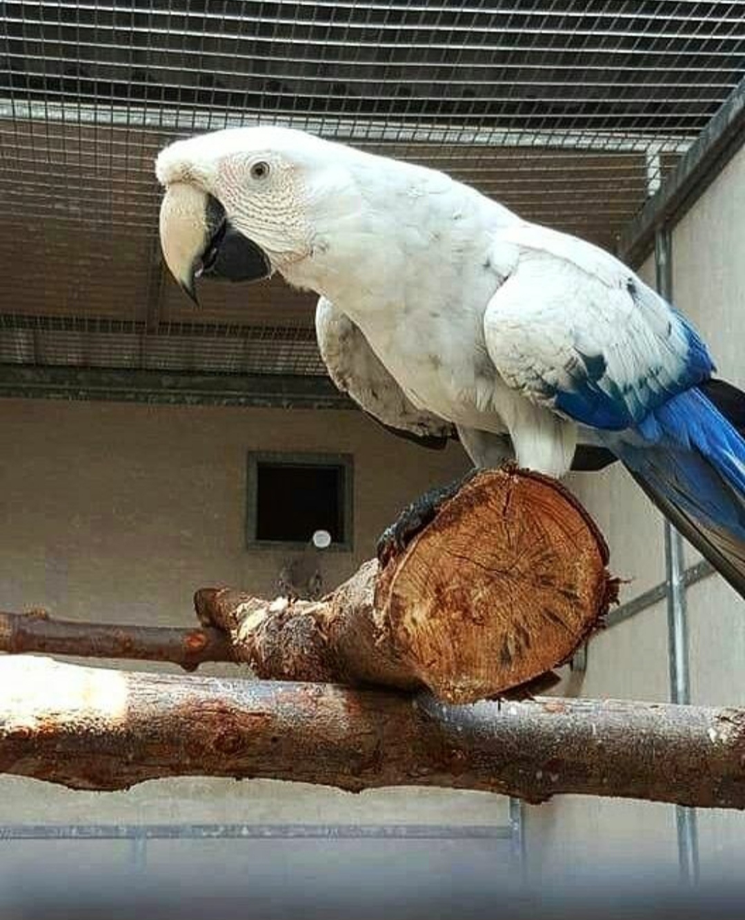 "White Scarlet Macaw Parrots for Sale – Rare, Exotic & Intelligent Birds | Beautifully Bred, Hand-Tamed & Vibrant Feathers | Worldwide Shipping Available"