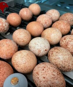 Peregrine Falcon Eggs