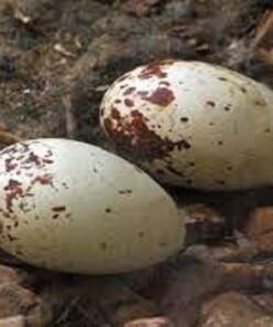 Black Vulture Eggs