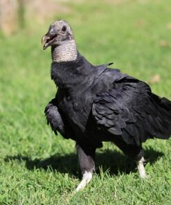 Black Vulture Birds