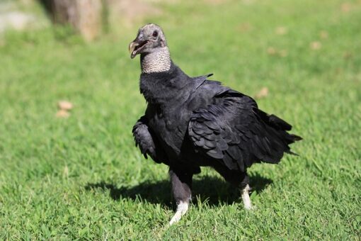 "Black Vulture Birds perched on a tree branch, showcasing their distinctive black plumage and unique bald heads, against a backdrop of a clear blue sky. These scavengers are commonly found in North America and are known for their role in the ecosystem as nature's cleanup crew, helping to control disease by consuming carrion."