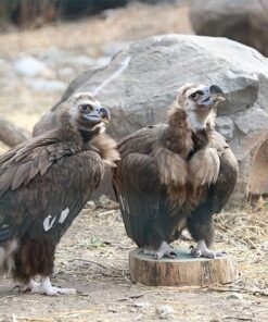 Cinereous Vulture Birds