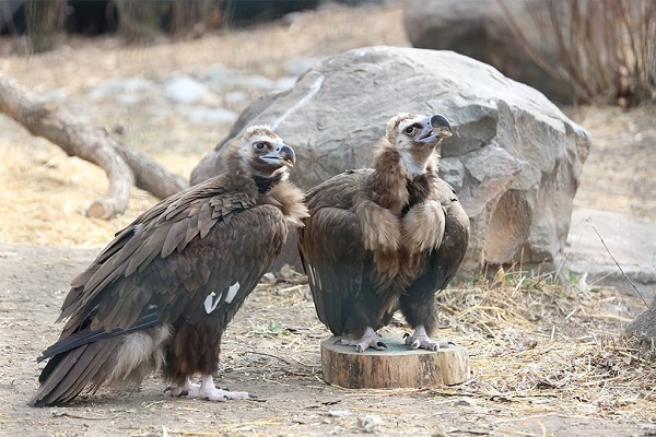 "Cinereous Vulture perched on a rocky ledge, showcasing its distinctive dark plumage and powerful wings. This large bird of prey, known for its impressive wingspan and scavenging habits, is found in mountainous regions of Europe and Asia. Captured in natural habitat, the Cinereous Vulture represents the beauty and majesty of avian wildlife."