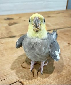 Cockatiel Birds