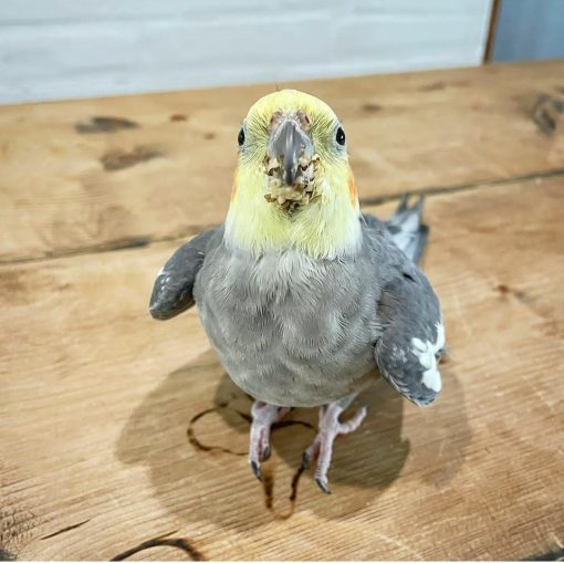 Cockatiel Birds - Image 2