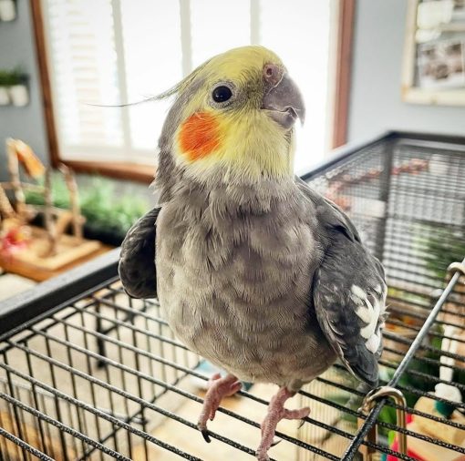 Cockatiel Birds - Image 3
