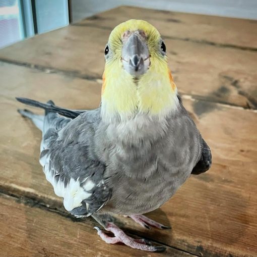 Cockatiel Birds - Image 4
