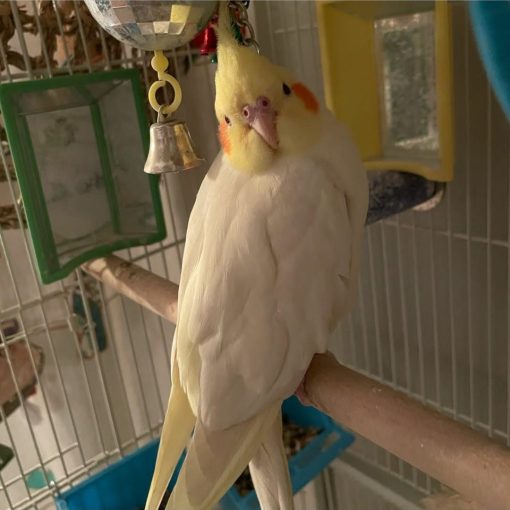 Cockatiel Birds - Image 5