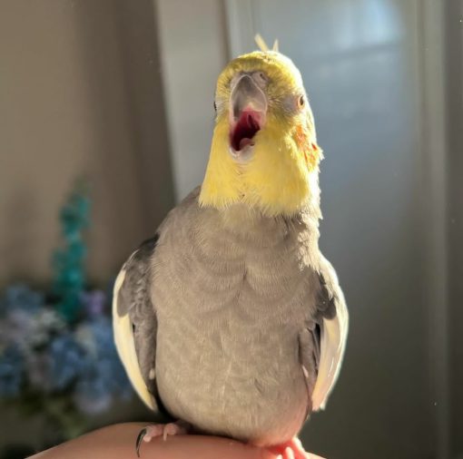 Cockatiel Birds - Image 6