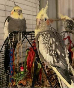 Cockatiel Birds