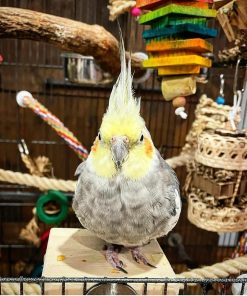 Cockatiel Birds