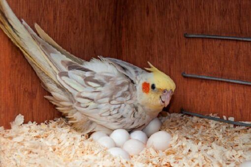 "Fertile parrot eggs carefully placed in a soft nesting material, ready for incubation."