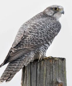 Gyrfalcon Bird