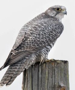 Gyrfalcon