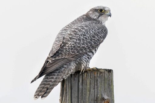 "Close-up of a majestic Gyrfalcon perched on a rocky ledge, showcasing its striking plumage and sharp yellow beak against a blurred natural background. This large falcon species, known for its incredible hunting skills and adaptability, is native to the Arctic regions and is admired for its beauty and grace in the wild."